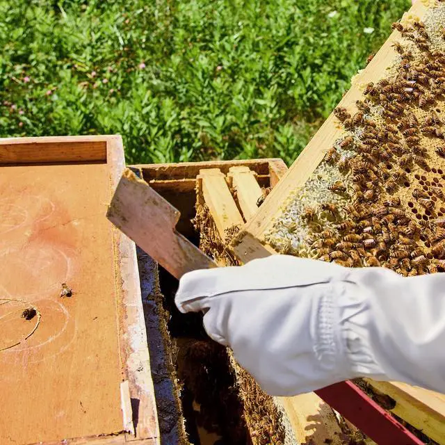 Alt view image 5 of 6 - Honey Keeper 2-Pack Stainless Steel J Hook Bee Hive Tool, 10-1/2 inch Frame Lifter and Scraper, Beekeeping Equipment