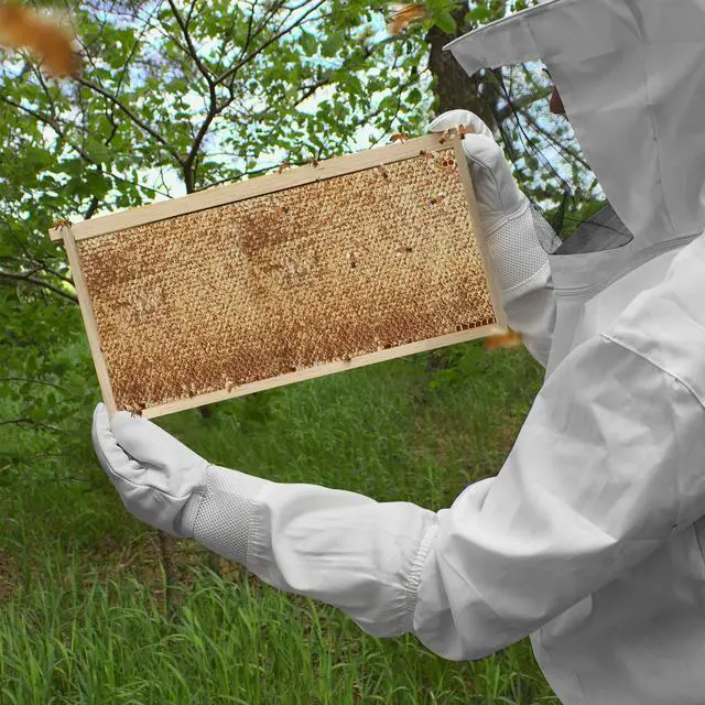Alt view image 5 of 6 - Honey Keeper Beehive 10 Deep Frame Kit with Foundations for Replacement Langstroth Beekeeping