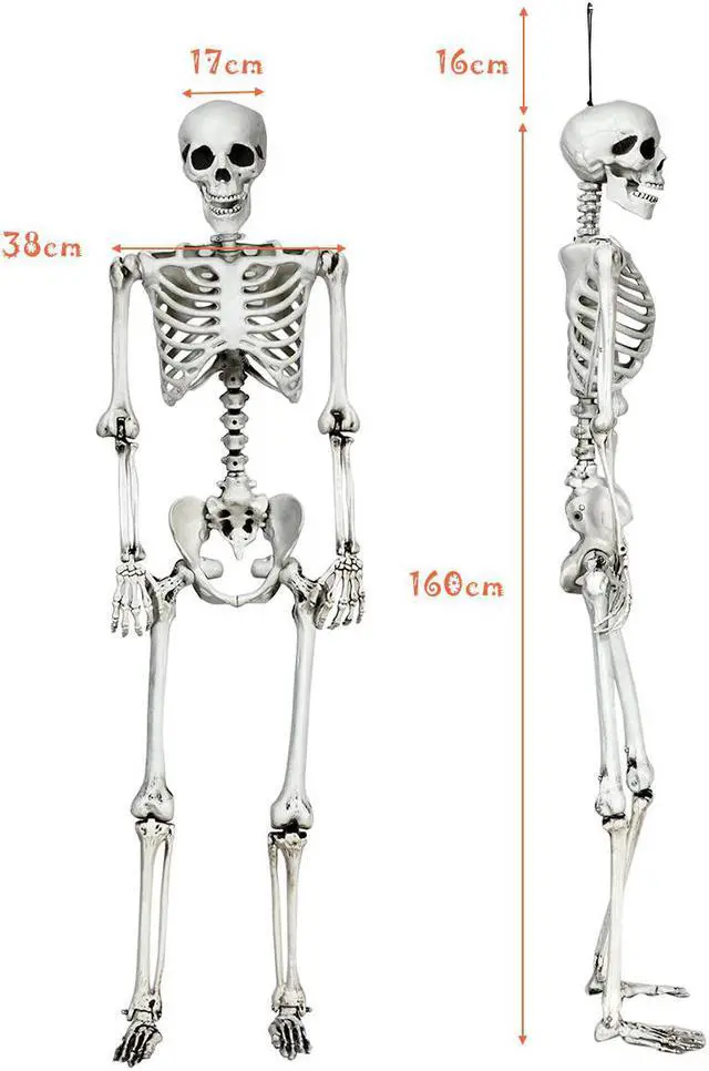 Alt view image 3 of 7 - Costway 5.4ft Halloween Christmas Skeleton Life Size Realistic Full Body Hanging with Movable Joints 63 Inches