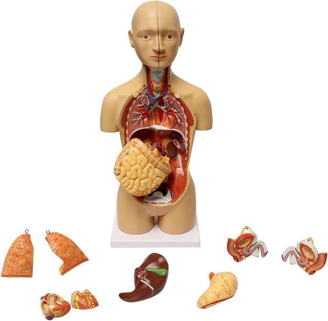 MonMed  Human Torso Model – Life Size Human Body Model Removable Organs 