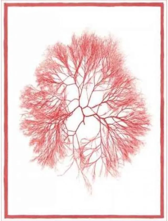 Main image of Classic Collections PDXCC2480DSMALL Sea Things IV Poster Print by Sarah E Chilton, 9 x 12 - Small