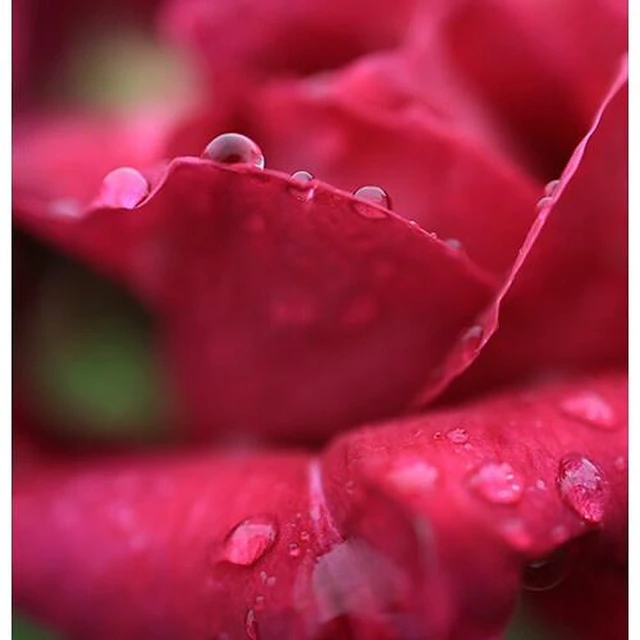Alt view image 7 of 7 - Canon RF 24mm f/1.8 Macro IS STM Lens (5668C002) + 64GB Memory Card - Bundle