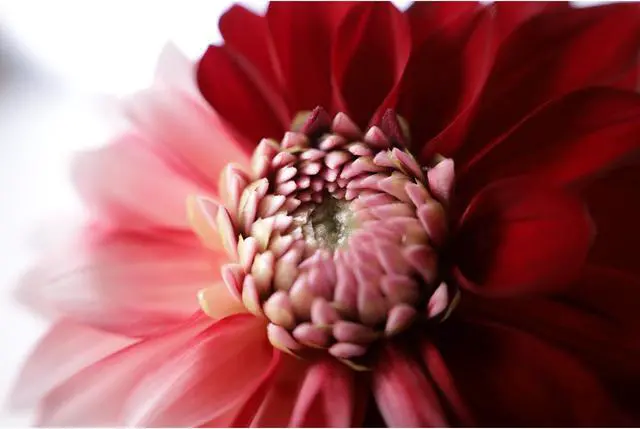 Alt view image 4 of 20 - Canon EOS RP Mirrorless Full Frame Camera RF 24-105mm F4-7.1 IS STM Lens Kit 3380C132