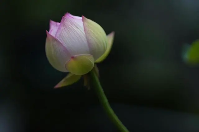 Alt view image 5 of 20 - Sigma 85mm f/1.4 DG DN Art Lens for Sony E