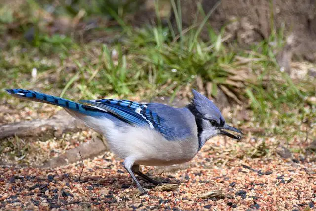 Alt view image 5 of 20 - Sigma 60-600mm F4.5-6.3 DG OS HSM Sports Lens for Nikon