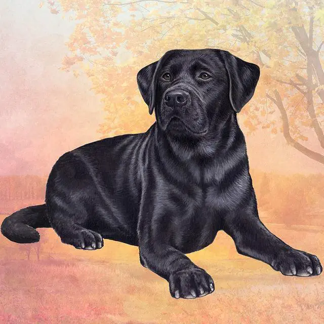 Main image of Labrador (Black Laying) Tabletop Drink Coaster (1)