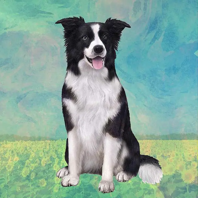 Main image of Border Collie (Sitting) Tabletop Drink Coaster (1)