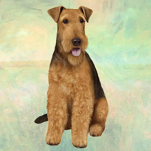Main image of Airedale Terrier Tabletop Drink Coaster (1)