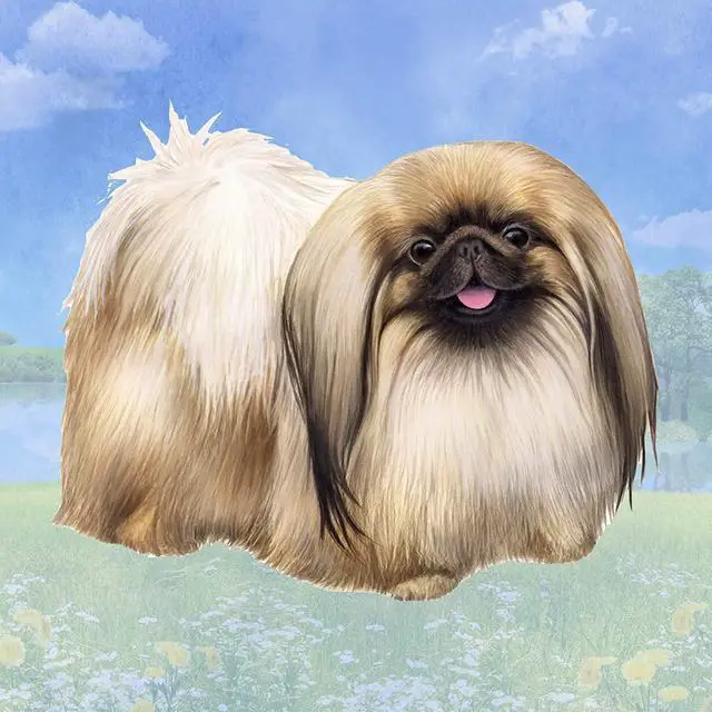 Main image of Pekingese Tabletop Drink Coaster (1)