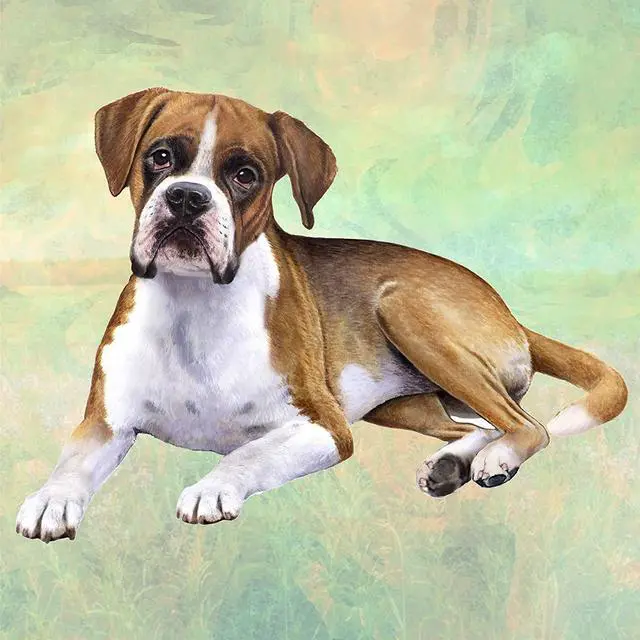 Main image of Boxer (Laying) Tabletop Drink Coaster (1)