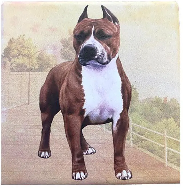 Main image of Pit Bull Cropped Ears (Standing) Tabletop Drink Coaster (1)