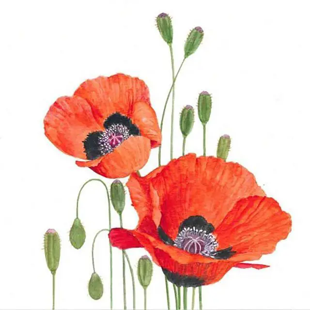 Main image of Paperproducts Design Poppies Beverage Napkin, 5" x 5", Pkg of 20