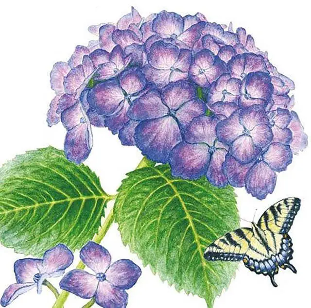 Main image of Paperproducts Design Hydrangea & Butterfly Beverage Napkin, 5" x 5"