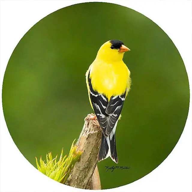Main image of Andrea's Silicone - 8" Non-Slip Trivet - Goldfinch Top of Branch