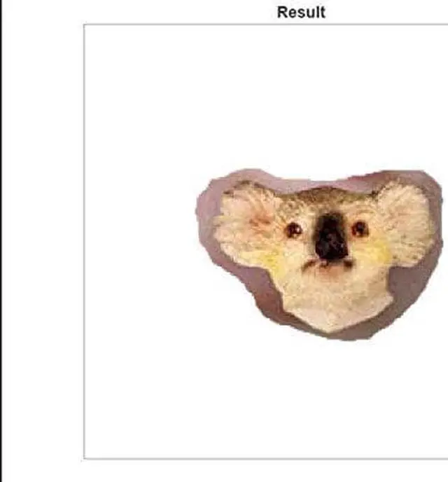 Main image of Conversation Concepts Koala Earrings Post