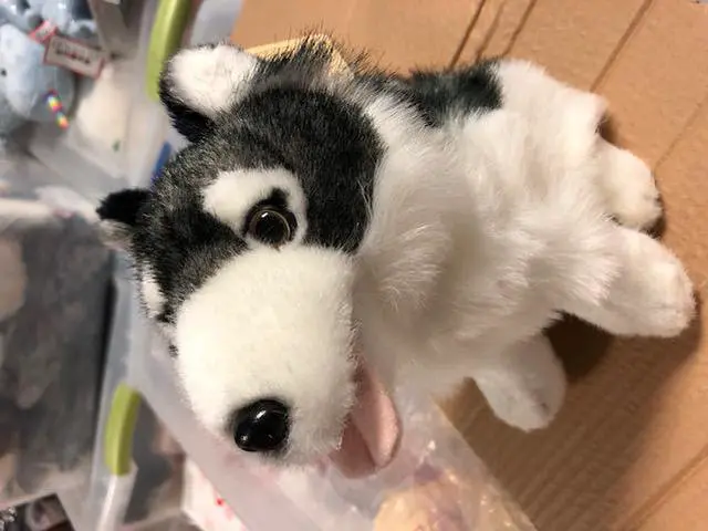 Alt view image 4 of 4 - Unipak Doug the Sitting Husky Stuffed Animal Plush 10"