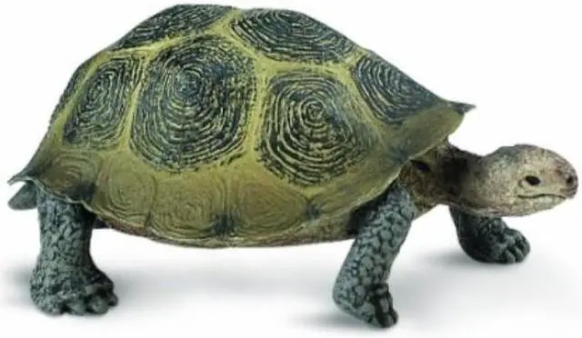 Alt view image 4 of 6 - Safari: Desert Toroise