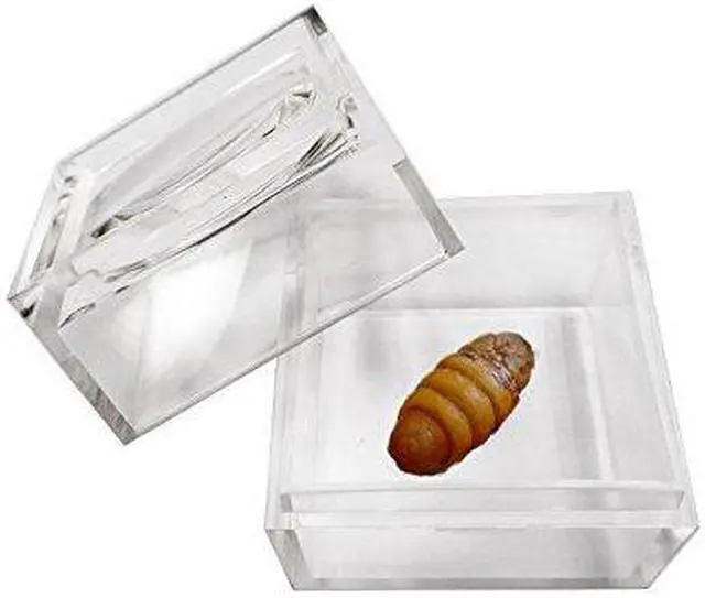 Alt view image 5 of 6 - MagniPros Pack of 3 Magnifier Box Bug Viewer Magnifies up to 5X(500%) with Crystal Clear Image