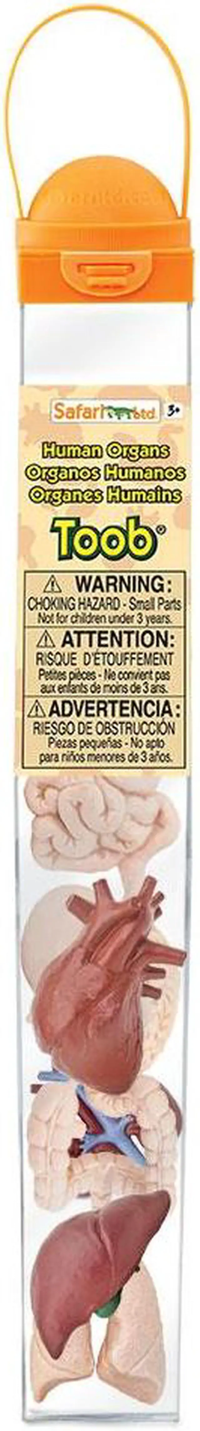 Alt view image 6 of 9 - Human Organs Toob Mini Figures Safari Ltd