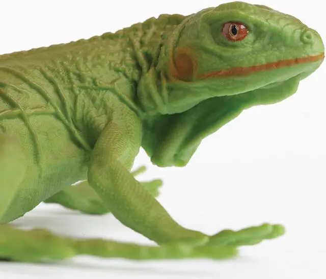 Alt view image 5 of 8 - Safari Incredible Creatures - Iguana Baby