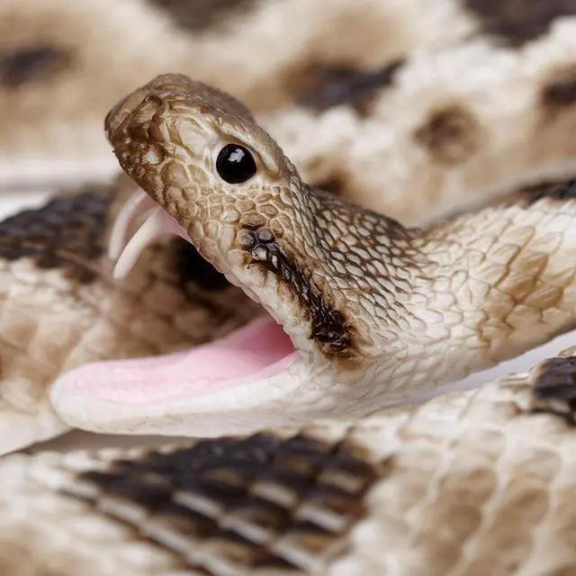 Alt view image 5 of 9 - Eastern Diamondback Rattlesnake Incredible Creatures Figure Safari Ltd