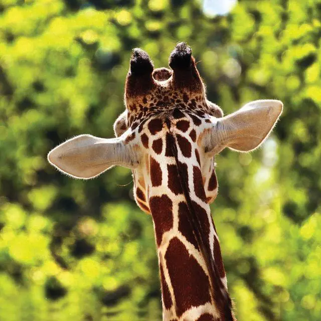Main image of Giraffe 40" x 40"  Print On Canvas Painting Wall Art For Wall Décor  (Frameless)