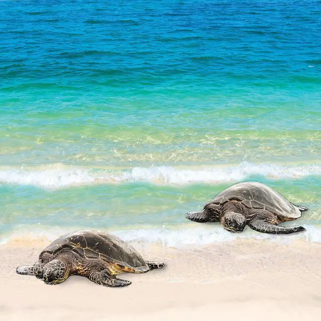 Main image of Seaturtle 40" x 40"  Print On Canvas Painting Wall Art For Wall Décor  (Frameless)