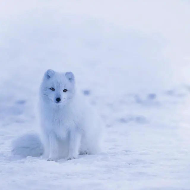 Main image of Snow and Wolf 40" x 40"  Print On Canvas Painting Wall Art For Wall Décor  (Frameless)