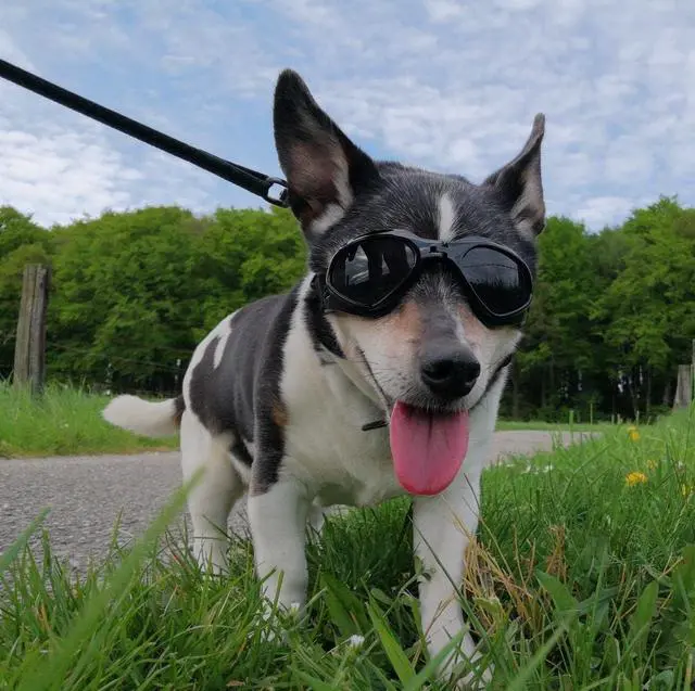 Alt view image 5 of 5 - Dog Goggles Medium Breed, Dog Sunglasses for Medium Dogs Eye Protection Windproof
