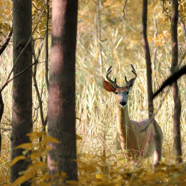 Alt view image 2 of 7 - Reolink KEEN Cellular Trail Camera Wireless Outdoor, 3G/4G LTE, Solar Powered Game Camera with 360° Pan Tilt, 2K Night Vision, Smart Motion Activated, No-Glow IR, No WiFi - Ranger PT+Solar Panel