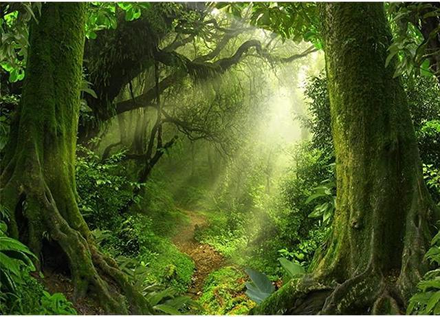 rainforest background for kids