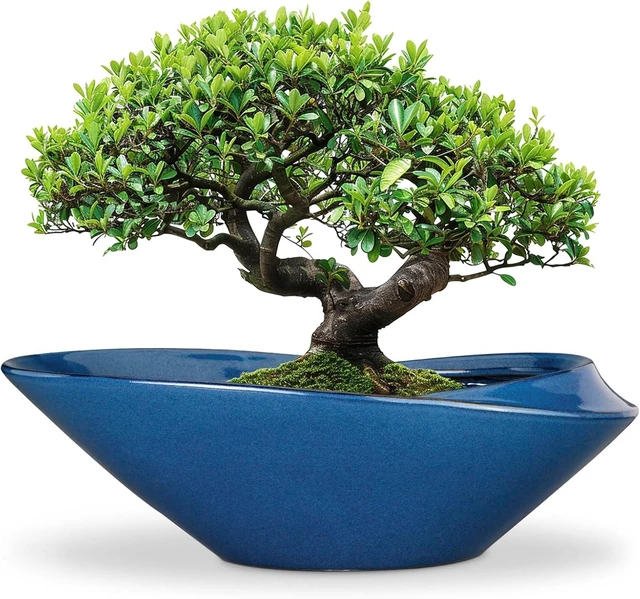 Alt view image 8 of 14 - Bonsai Pot - 18 Inch Ceramic Planter for Indoor Outdoor Plants Bonsai Tree Pot Modern Large Succulent Planter Decorative Plant Pot with Drainage Hole Blue