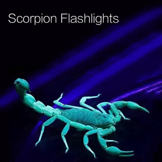 Alt view image 6 of 7 - UV Black light Flashlights 100 LED 395 nm Ultraviolet Pet Urine Detector for Dog, Cat, Bed Bugs, Scorpions