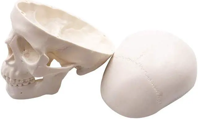 Alt view image 5 of 7 - AUTENS Mini Human Skull Model, Palm-Sized Desktop Skull 3.9 x 2.7 x 3.1 Inch with Removable Cap and Jaw Moveable, Medical Anatomical Head Bone for Anatomy, Drawing Reference, Halloween Decoration