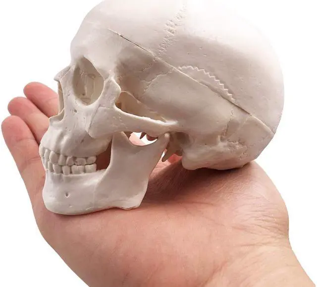 Alt view image 7 of 7 - AUTENS Mini Human Skull Model, Palm-Sized Desktop Skull 3.9 x 2.7 x 3.1 Inch with Removable Cap and Jaw Moveable, Medical Anatomical Head Bone for Anatomy, Drawing Reference, Halloween Decoration