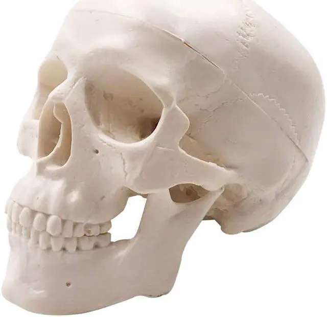 Alt view image 2 of 7 - AUTENS Mini Human Skull Model, Palm-Sized Desktop Skull 3.9 x 2.7 x 3.1 Inch with Removable Cap and Jaw Moveable, Medical Anatomical Head Bone for Anatomy, Drawing Reference, Halloween Decoration