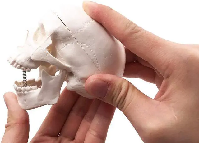 Alt view image 6 of 7 - AUTENS Mini Human Skull Model, Palm-Sized Desktop Skull 3.9 x 2.7 x 3.1 Inch with Removable Cap and Jaw Moveable, Medical Anatomical Head Bone for Anatomy, Drawing Reference, Halloween Decoration