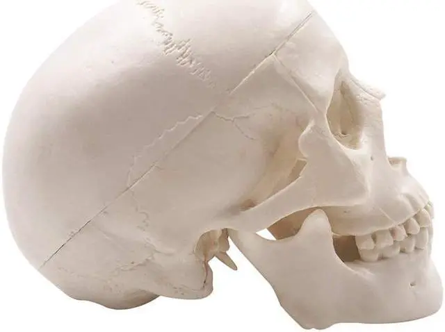 Alt view image 4 of 7 - AUTENS Mini Human Skull Model, Palm-Sized Desktop Skull 3.9 x 2.7 x 3.1 Inch with Removable Cap and Jaw Moveable, Medical Anatomical Head Bone for Anatomy, Drawing Reference, Halloween Decoration