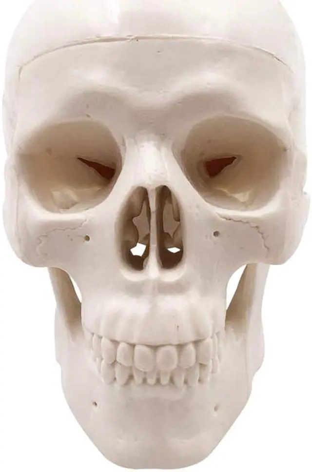 Alt view image 3 of 7 - AUTENS Mini Human Skull Model, Palm-Sized Desktop Skull 3.9 x 2.7 x 3.1 Inch with Removable Cap and Jaw Moveable, Medical Anatomical Head Bone for Anatomy, Drawing Reference, Halloween Decoration