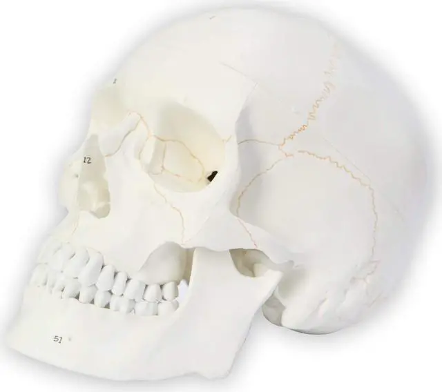 Alt view image 3 of 7 - AUTENS Human Skull Model for Anatomy, 3 Part Life Size Numbered Medical Anatomical Adult Male Plastic Skull with Removable Cranium, Mandible, 8.3" x 5" x 6.3", Shows Most Major Foramen, Fossa, Canals