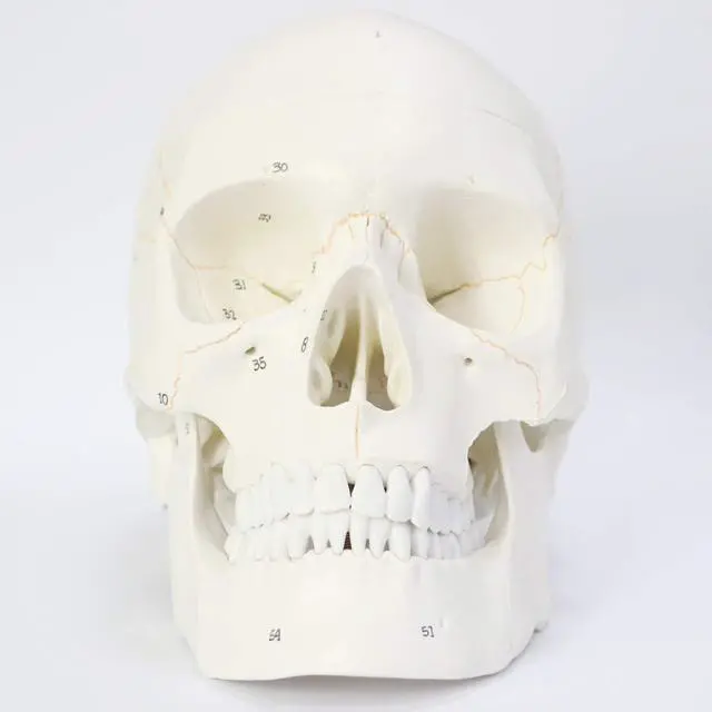 Alt view image 2 of 7 - AUTENS Human Skull Model for Anatomy, 3 Part Life Size Numbered Medical Anatomical Adult Male Plastic Skull with Removable Cranium, Mandible, 8.3" x 5" x 6.3", Shows Most Major Foramen, Fossa, Canals