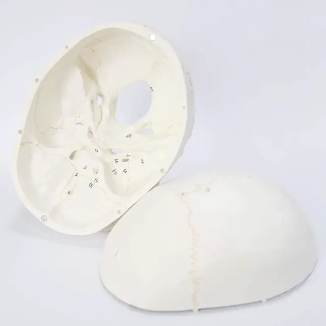 Alt view image 4 of 7 - AUTENS Human Skull Model for Anatomy, 3 Part Life Size Numbered Medical Anatomical Adult Male Plastic Skull with Removable Cranium, Mandible, 8.3" x 5" x 6.3", Shows Most Major Foramen, Fossa, Canals