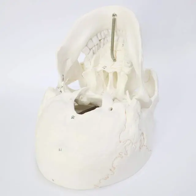 Alt view image 5 of 7 - AUTENS Human Skull Model for Anatomy, 3 Part Life Size Numbered Medical Anatomical Adult Male Plastic Skull with Removable Cranium, Mandible, 8.3" x 5" x 6.3", Shows Most Major Foramen, Fossa, Canals