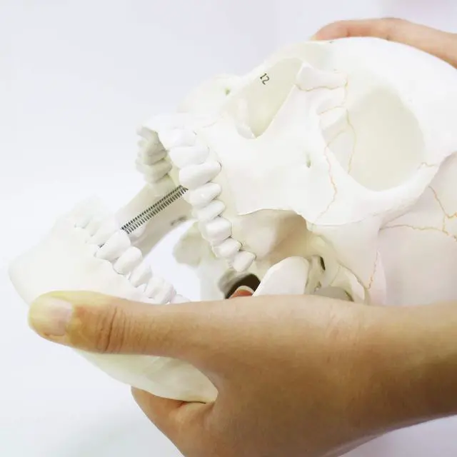 Alt view image 6 of 7 - AUTENS Human Skull Model for Anatomy, 3 Part Life Size Numbered Medical Anatomical Adult Male Plastic Skull with Removable Cranium, Mandible, 8.3" x 5" x 6.3", Shows Most Major Foramen, Fossa, Canals