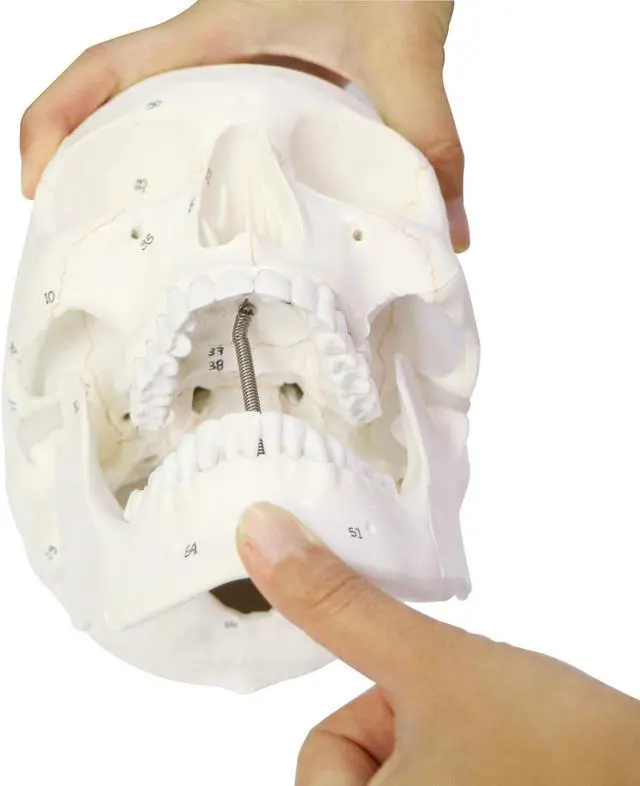 Alt view image 7 of 7 - AUTENS Human Skull Model for Anatomy, 3 Part Life Size Numbered Medical Anatomical Adult Male Plastic Skull with Removable Cranium, Mandible, 8.3" x 5" x 6.3", Shows Most Major Foramen, Fossa, Canals
