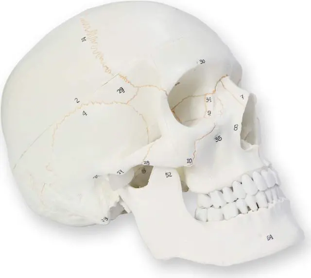 Main image of AUTENS Human Skull Model for Anatomy, 3 Part Life Size Numbered Medical Anatomical Adult Male Plastic Skull with Removable Cranium, Mandible, 8.3" x 5" x 6.3", Shows Most Major Foramen, Fossa, Canals