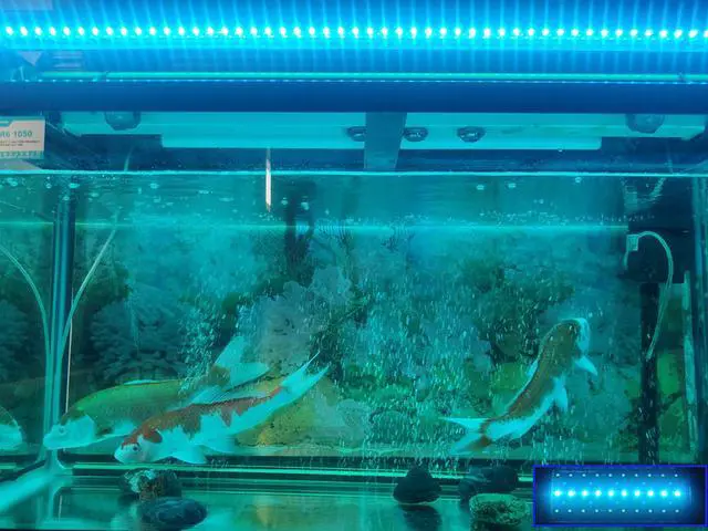 Alt view image 5 of 7 - 11.8 Inch IP68 Waterproof 18W  Sunrise and Sunset LED Aquarium Fish Tank Light  Colors Change 24/7 Luminous Mode Fish Tank Controller