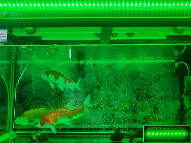 Alt view image 6 of 7 - 11.8 Inch IP68 Waterproof 18W  Sunrise and Sunset LED Aquarium Fish Tank Light  Colors Change 24/7 Luminous Mode Fish Tank Controller