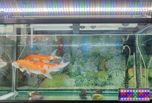 Alt view image 7 of 7 - 11.8 Inch IP68 Waterproof 18W  Sunrise and Sunset LED Aquarium Fish Tank Light  Colors Change 24/7 Luminous Mode Fish Tank Controller