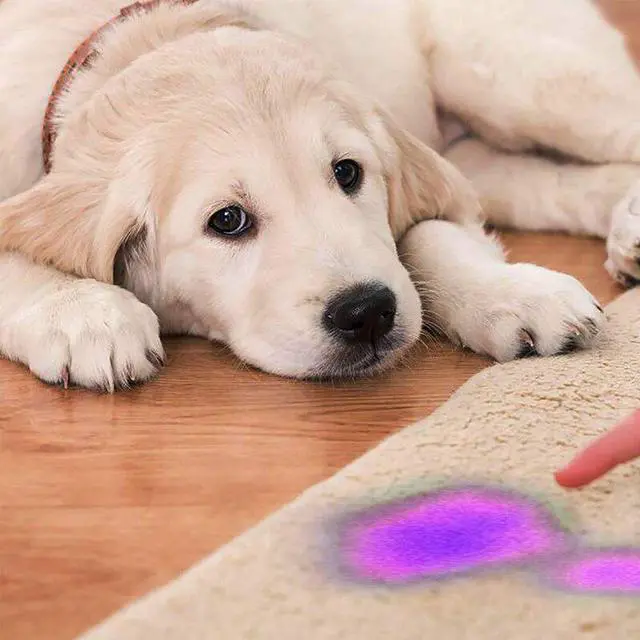 Alt view image 4 of 5 - 12 LED Mini UV Ultra Violet Flashlight Blacklight Light Inspection Lamp Electric Torch